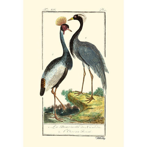 Custom Buffon Cranes And Herons II White Modern Wood Framed Art Print by Buffon