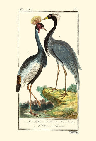 Custom Buffon Cranes And Herons II Black Ornate Wood Framed Art Print with Double Matting by Buffon