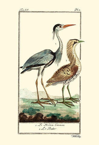 Custom Buffon Cranes And Herons III White Modern Wood Framed Art Print with Double Matting by Buffon