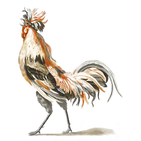 Teyler Roosters II White Modern Wood Framed Art Print with Double Matting by Teyler, Johan