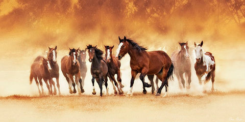 Running Wild Black Modern Wood Framed Art Print by Drost, David