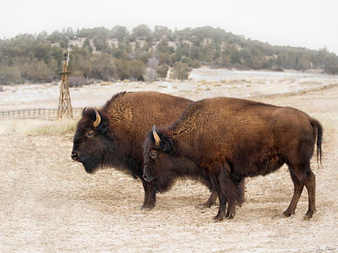 Twin Buffalo Black Modern Wood Framed Art Print by Drost, David