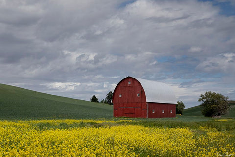 Palouse Barn and Flowers I Black Modern Wood Framed Art Print by Drost, David