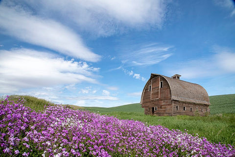 Palouse Barn and Flowers II Black Modern Wood Framed Art Print by Drost, David