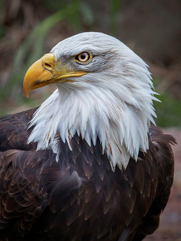 Adult Bald Eagle White Modern Wood Framed Art Print with Double Matting by Drost, David