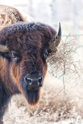 Standing Buffalo I Black Modern Wood Framed Art Print by Drost, David