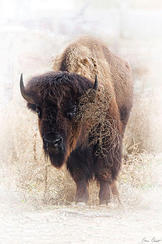 Standing Buffalo II Black Ornate Wood Framed Art Print with Double Matting by Drost, David