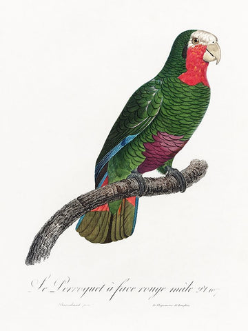Levaillant Parrot V Black Modern Wood Framed Art Print by Levaillant, Francois