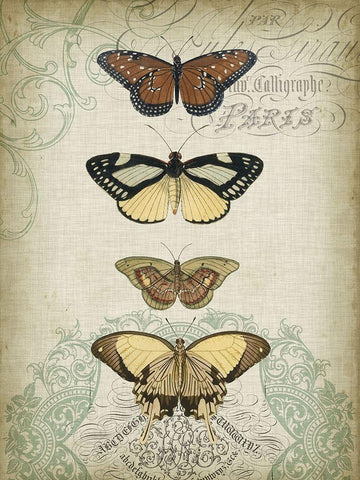 Cartouche and Butterflies I White Modern Wood Framed Art Print with Double Matting by Goldberger, Jennifer