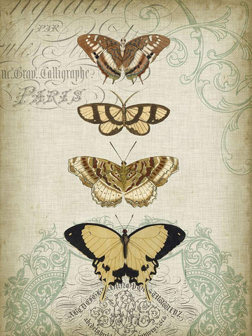 Cartouche and Butterflies II White Modern Wood Framed Art Print with Double Matting by Goldberger, Jennifer