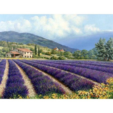 Fields Of Lavender White Modern Wood Framed Art Print by Swanson, Michael