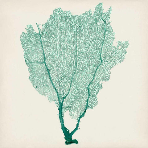 Sea Fan I Black Modern Wood Framed Art Print with Double Matting by Vision Studio