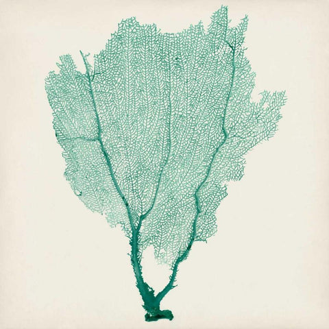 Sea Fan I White Modern Wood Framed Art Print with Double Matting by Vision Studio