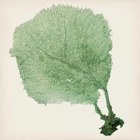 Sea Fan II White Modern Wood Framed Art Print with Double Matting by Vision Studio