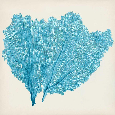 Sea Fan IV Black Modern Wood Framed Art Print with Double Matting by Vision Studio