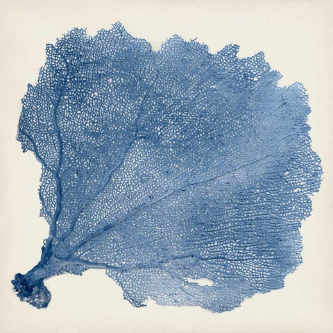 Sea Fan V White Modern Wood Framed Art Print by Vision Studio