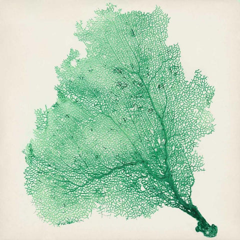 Sea Fan VII White Modern Wood Framed Art Print with Double Matting by Vision Studio