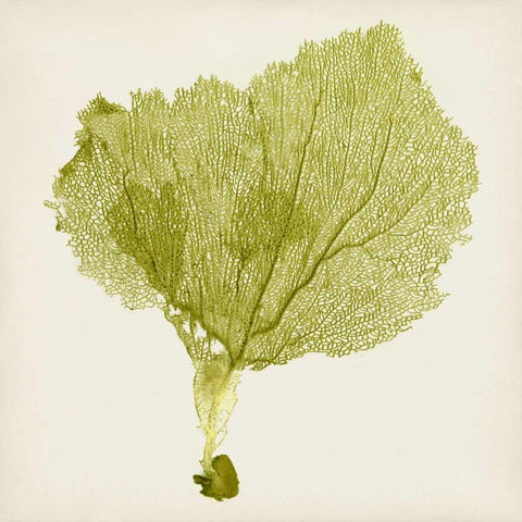 Sea Fan VIII White Modern Wood Framed Art Print by Vision Studio