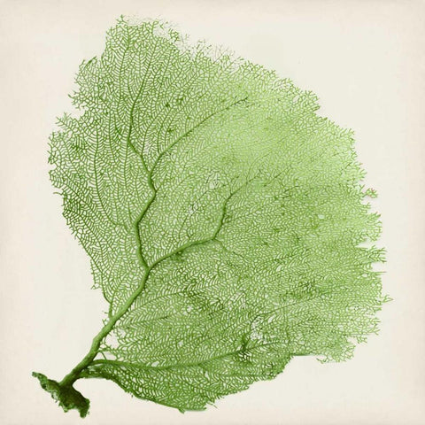 Sea Fan IX White Modern Wood Framed Art Print by Vision Studio