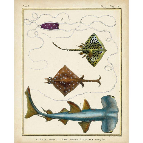Antique Rays and Fish I Gold Ornate Wood Framed Art Print with Double Matting by Chevillet