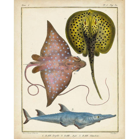 Antique Rays and Fish II Black Modern Wood Framed Art Print with Double Matting by Chevillet