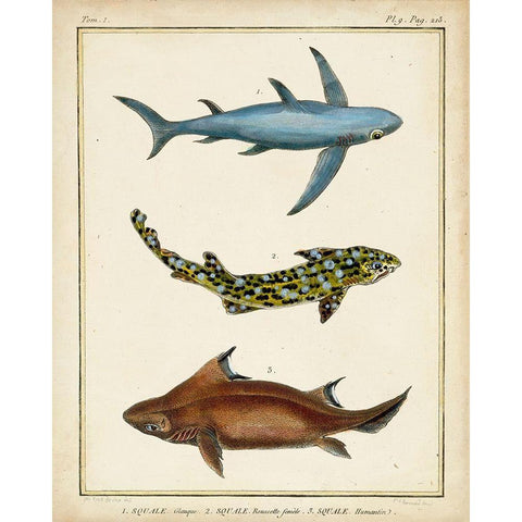 Antique Rays and Fish III Black Modern Wood Framed Art Print with Double Matting by Chevillet