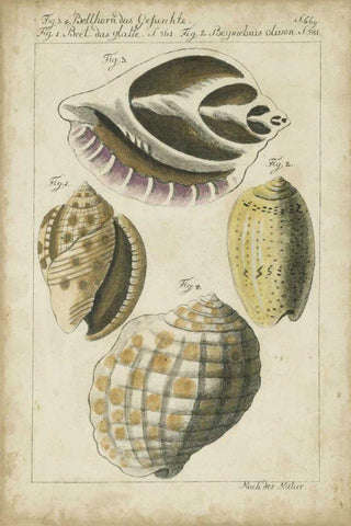 Vintage Shell Study I Black Ornate Wood Framed Art Print with Double Matting by Martini