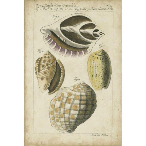 Vintage Shell Study I Black Modern Wood Framed Art Print with Double Matting by Martini