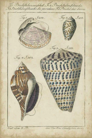 Vintage Shell Study II White Modern Wood Framed Art Print with Double Matting by Martini