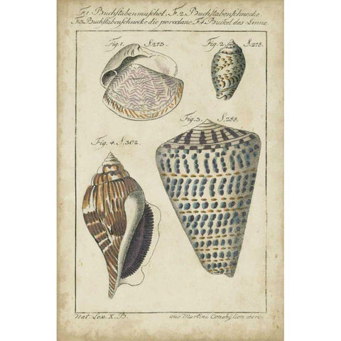 Vintage Shell Study II Gold Ornate Wood Framed Art Print with Double Matting by Martini