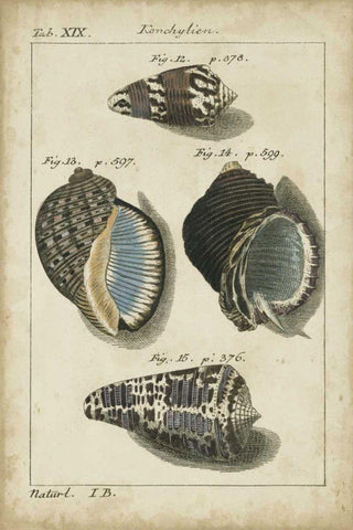 Vintage Shell Study III Black Ornate Wood Framed Art Print with Double Matting by Martini