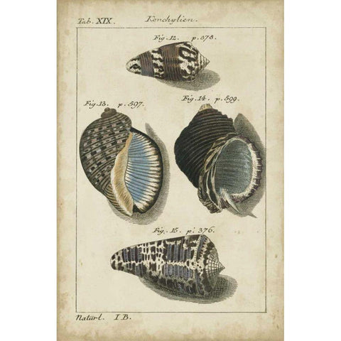 Vintage Shell Study III White Modern Wood Framed Art Print by Martini