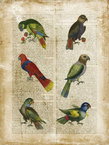 Antiquarian Parrots I White Modern Wood Framed Art Print with Double Matting by Vision Studio