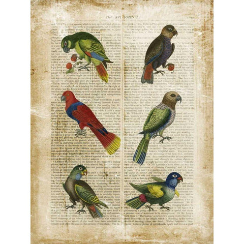Antiquarian Parrots I Black Modern Wood Framed Art Print by Vision Studio