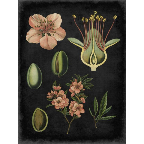 Study in Botany I Gold Ornate Wood Framed Art Print with Double Matting by Vision Studio