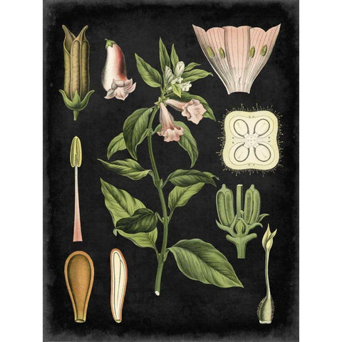 Study in Botany II Black Modern Wood Framed Art Print by Vision Studio