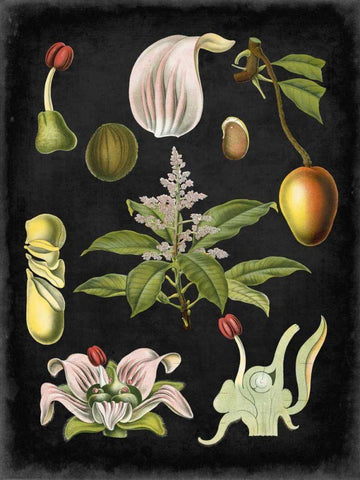 Study in Botany III White Modern Wood Framed Art Print with Double Matting by Vision Studio