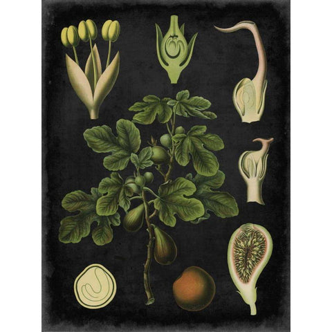 Study in Botany IV White Modern Wood Framed Art Print by Vision Studio