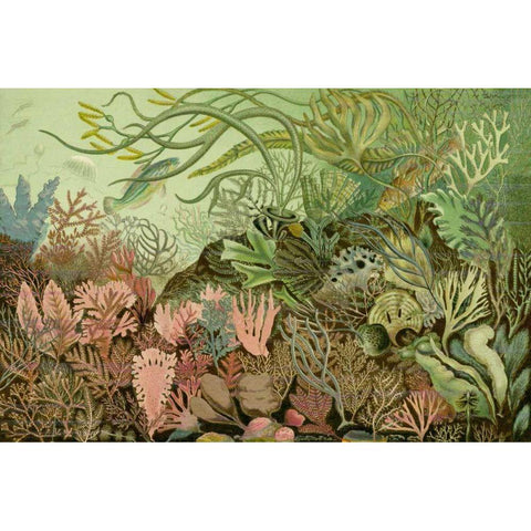 Seaweed Panorama Gold Ornate Wood Framed Art Print with Double Matting by Unknown