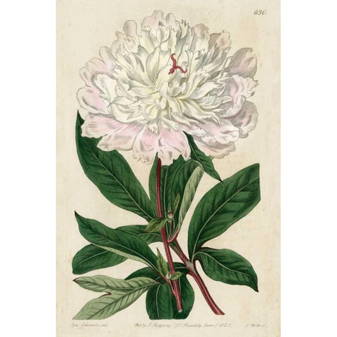 Imperial Floral I Black Modern Wood Framed Art Print by Vision Studio