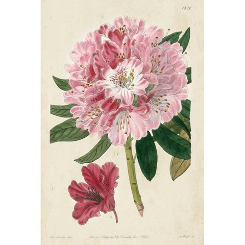 Imperial Floral III Black Modern Wood Framed Art Print with Double Matting by Vision Studio