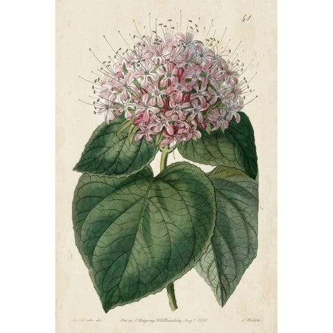 Imperial Floral IV White Modern Wood Framed Art Print by Vision Studio