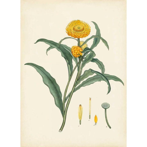 Splendors of Botany I Black Modern Wood Framed Art Print by Unknown