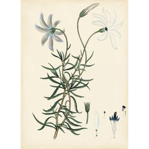 Splendors of Botany II Gold Ornate Wood Framed Art Print with Double Matting by Unknown