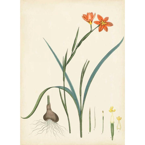 Splendors of Botany III Black Modern Wood Framed Art Print with Double Matting by Unknown