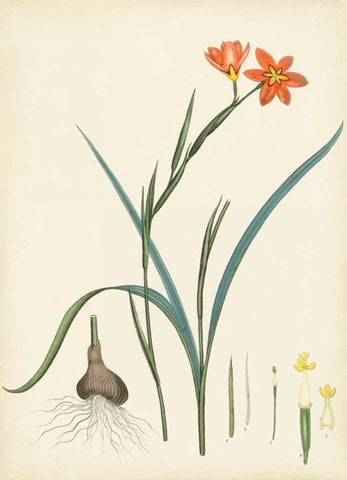 Splendors of Botany III Black Ornate Wood Framed Art Print with Double Matting by Unknown