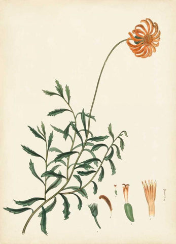 Splendors of Botany IV White Modern Wood Framed Art Print with Double Matting by Unknown