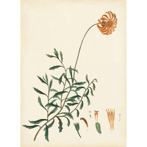 Splendors of Botany IV Black Modern Wood Framed Art Print by Unknown