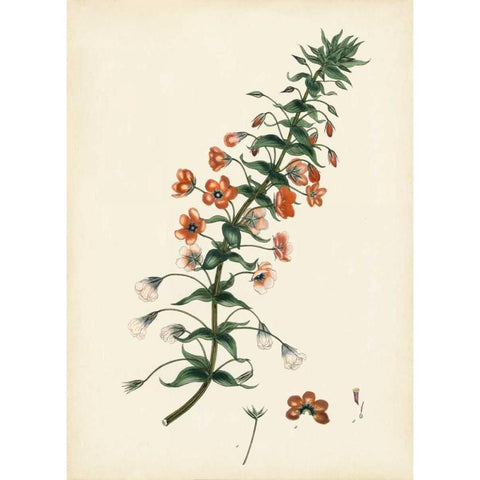 Splendors of Botany V Black Modern Wood Framed Art Print with Double Matting by Unknown