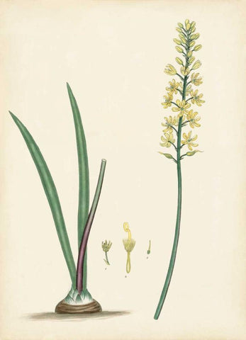 Splendors of Botany VI Black Ornate Wood Framed Art Print with Double Matting by Unknown